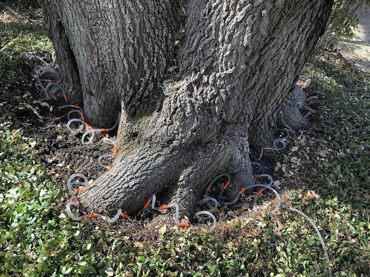 Detailed Tree Cabling and Bracing job site in Osceola